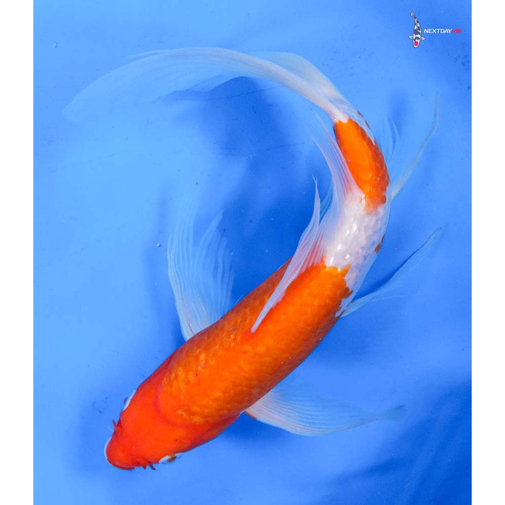 9.5” Imported Gin Rin Kohaku Butterfly Koi