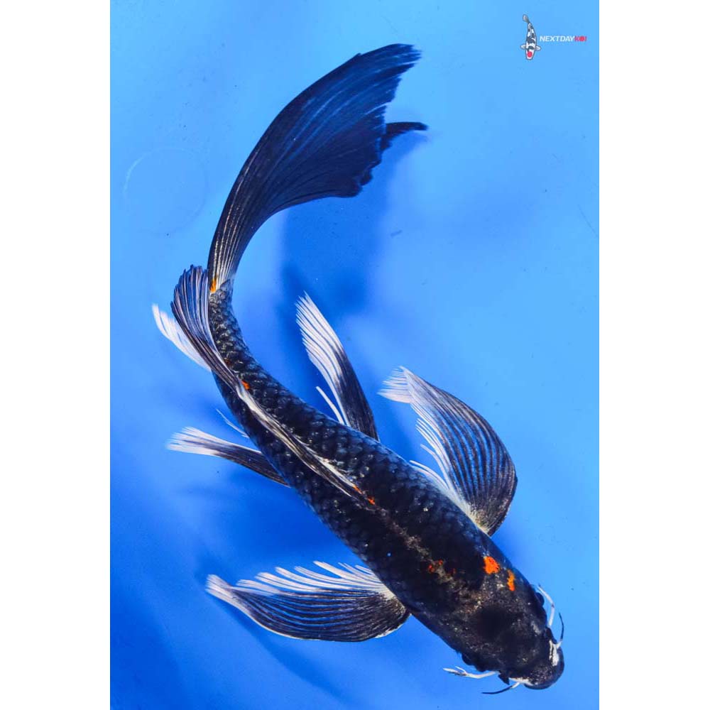 8.5” Imported Kujaku Butterfly Koi