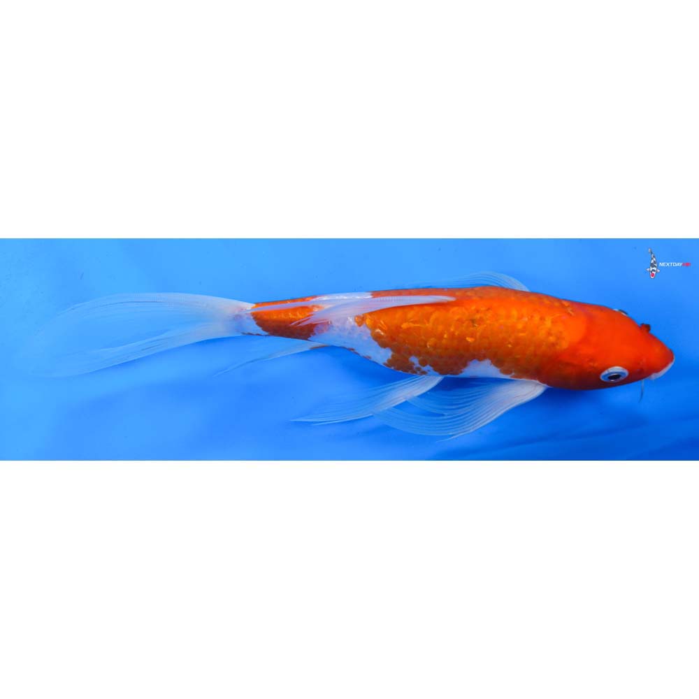 9.5” Imported Gin Rin Kohaku Butterfly Koi
