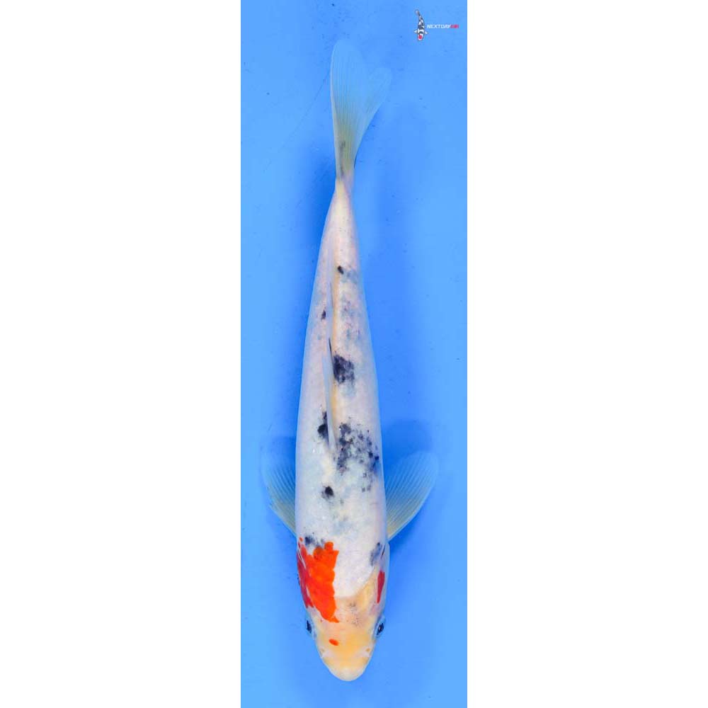 8.5” Imported Sanke