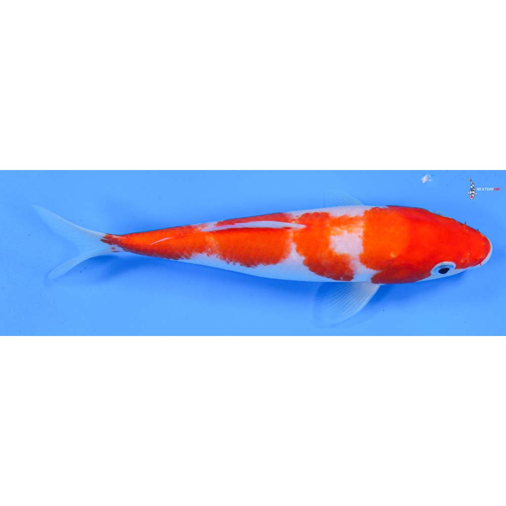 7.5” Imported Kohaku