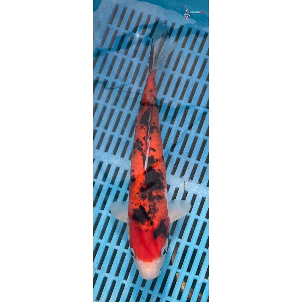 12-14” Imported Sanke
