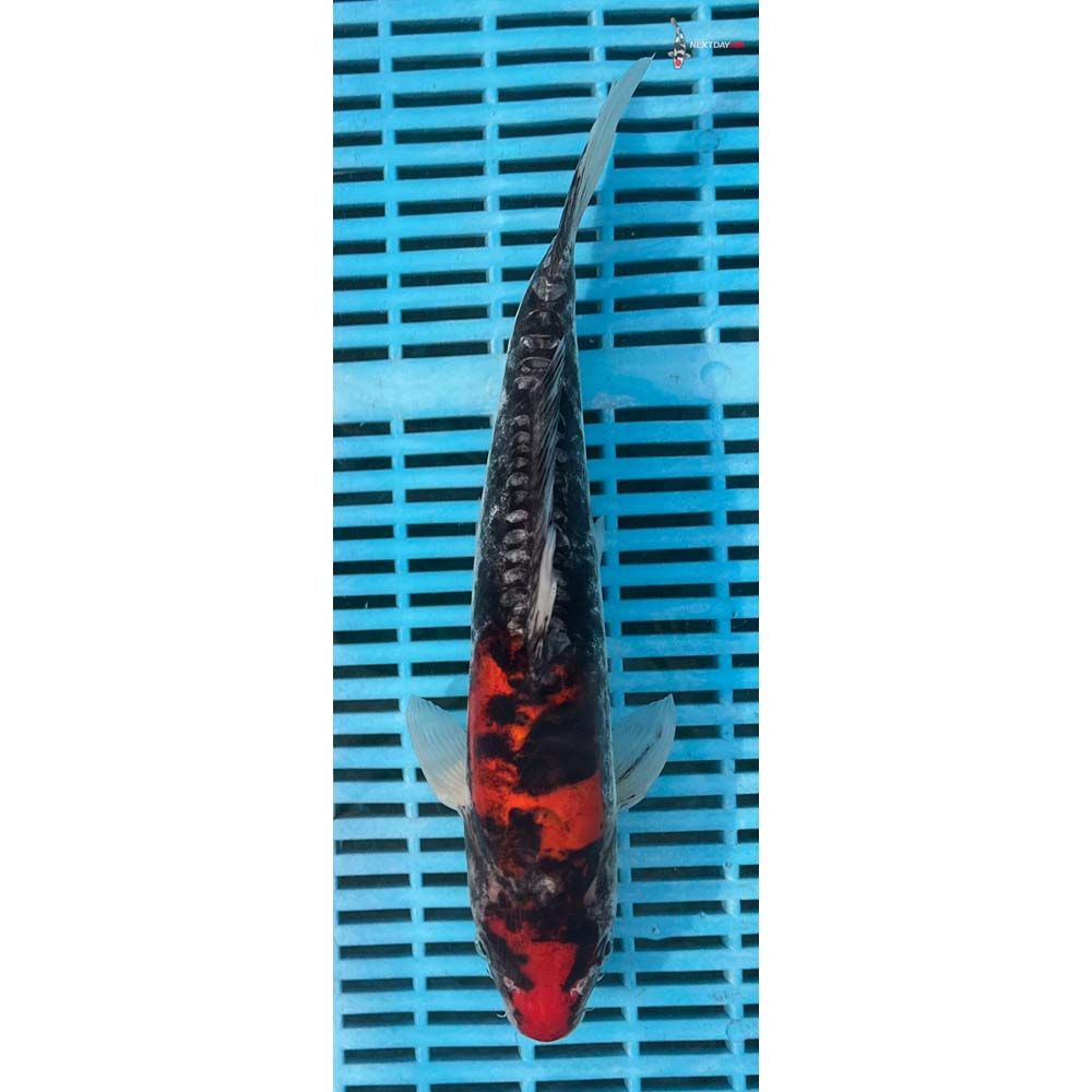 12-14” Imported Doitsu Goshiki