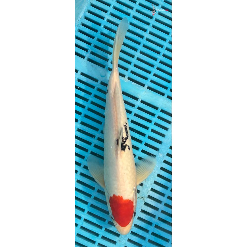 12-14” Imported Sanke