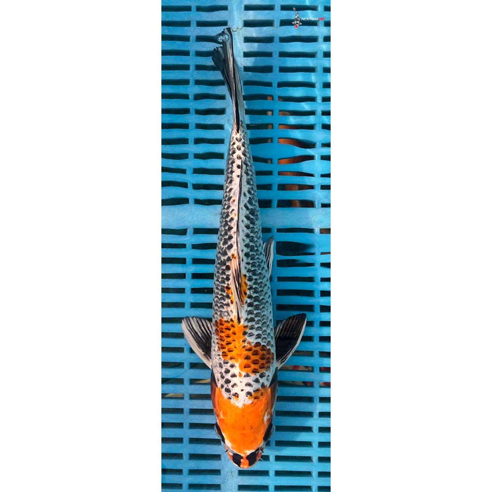 12-14” Imported Kujaku