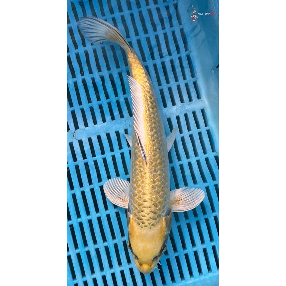 12-14” Imported Gin Rin Ki Matsuba