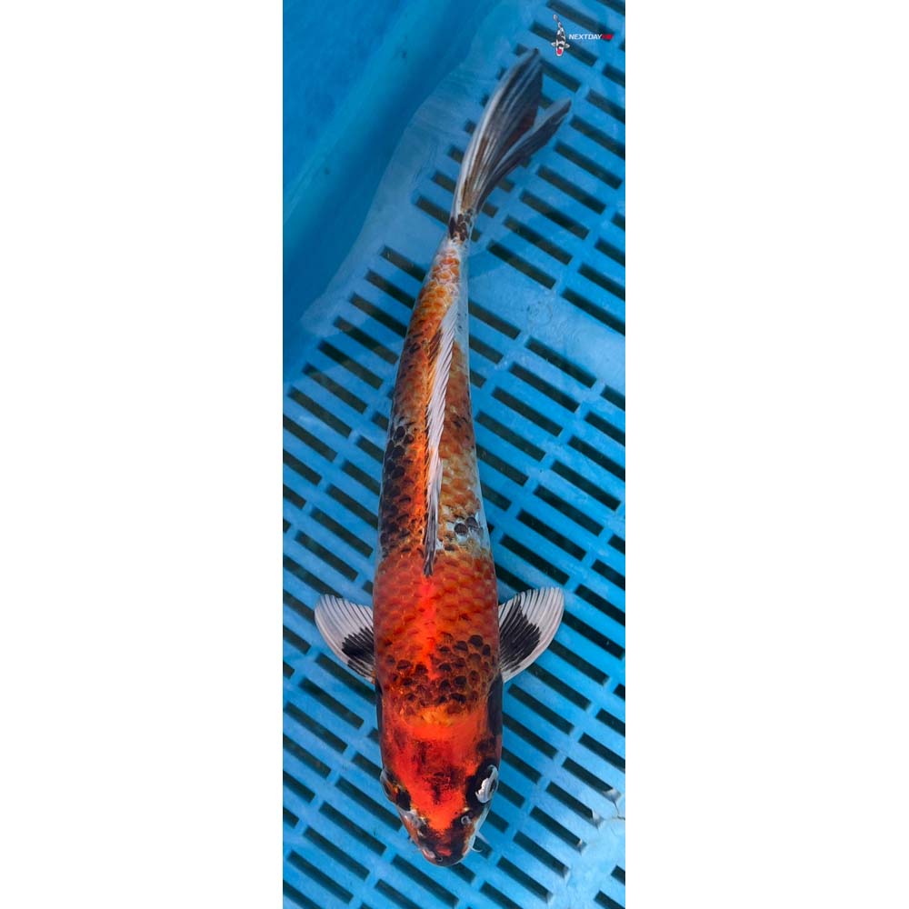 12-14” Imported Kin Showa