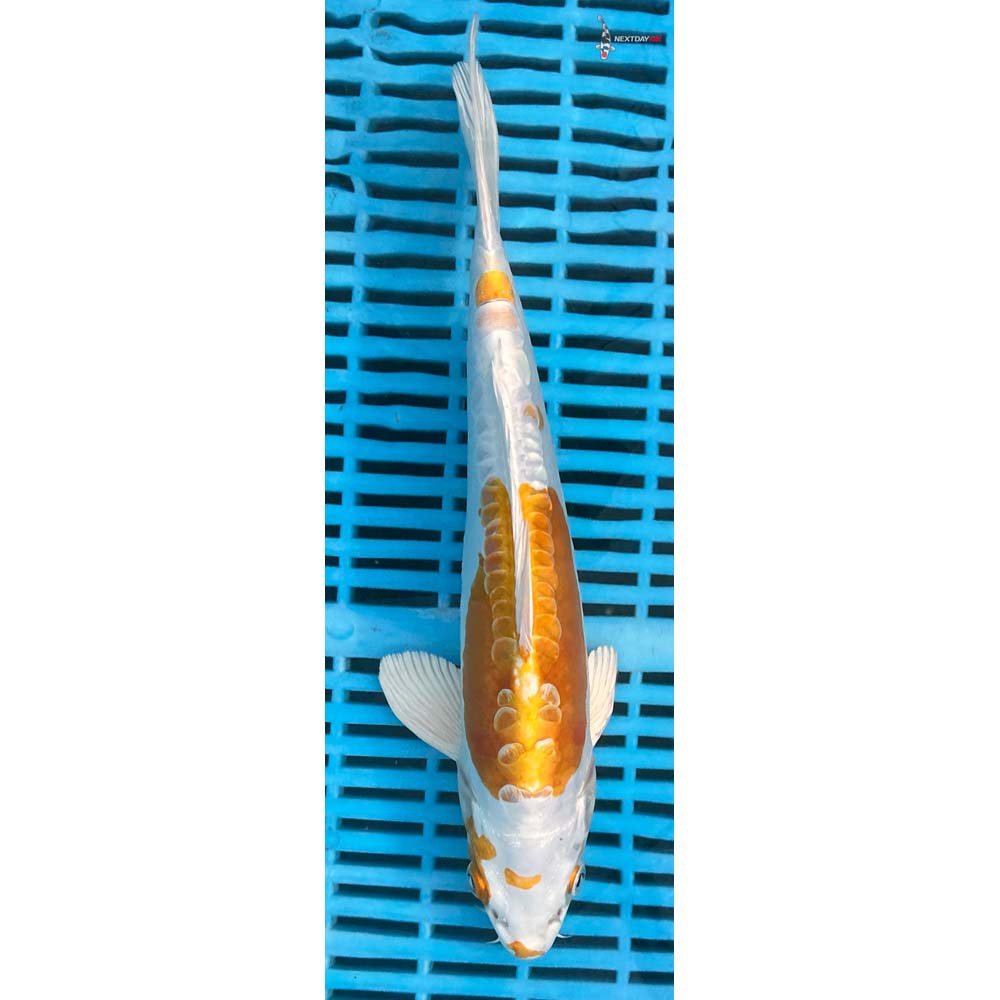 12-14” Imported Doitsu Lemon Hariwake