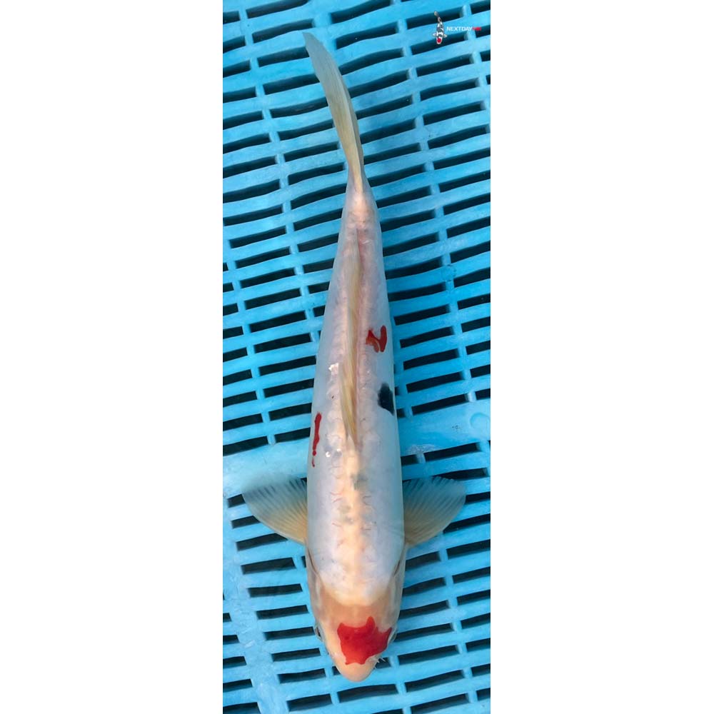 12-14” Imported Doitsu Sanke
