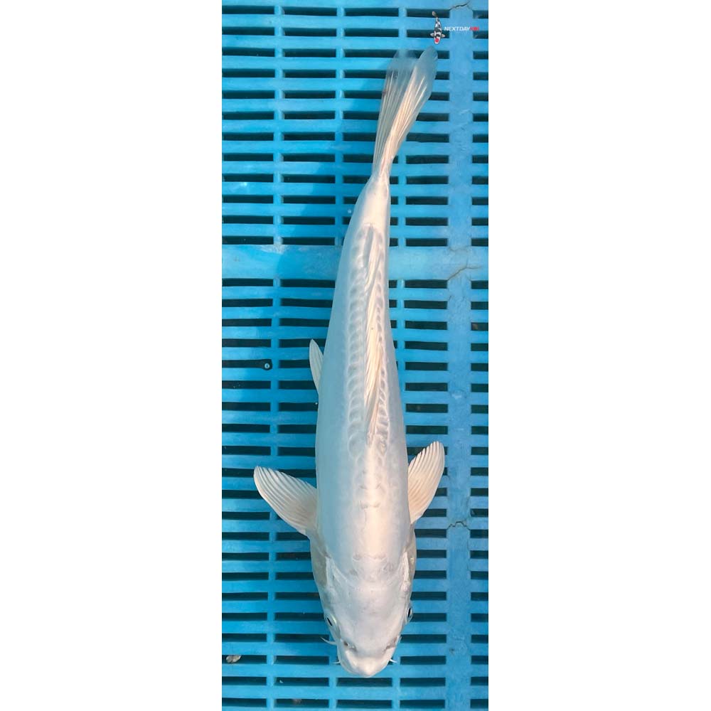 12-14” Imported Doitsu Platinum Ogon