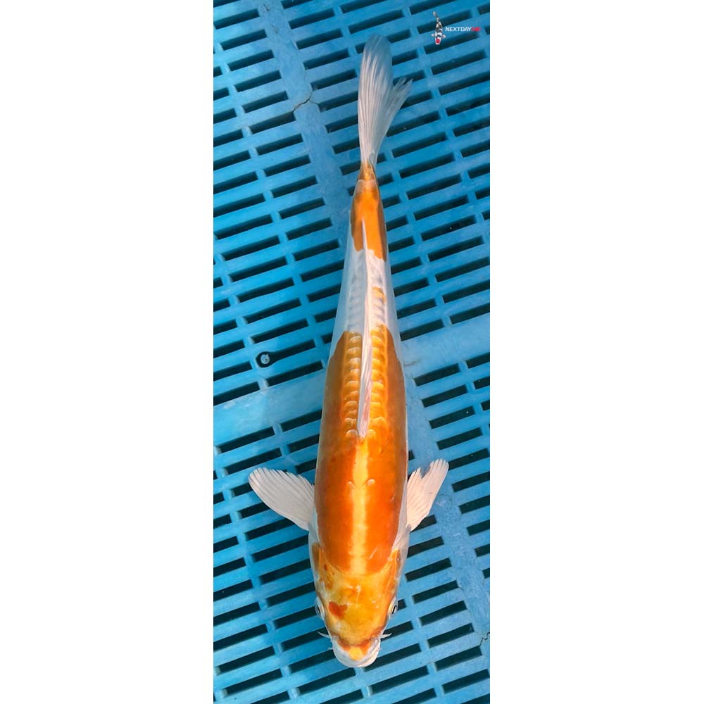 12-14” Imported Doitsu Lemon Hariwake