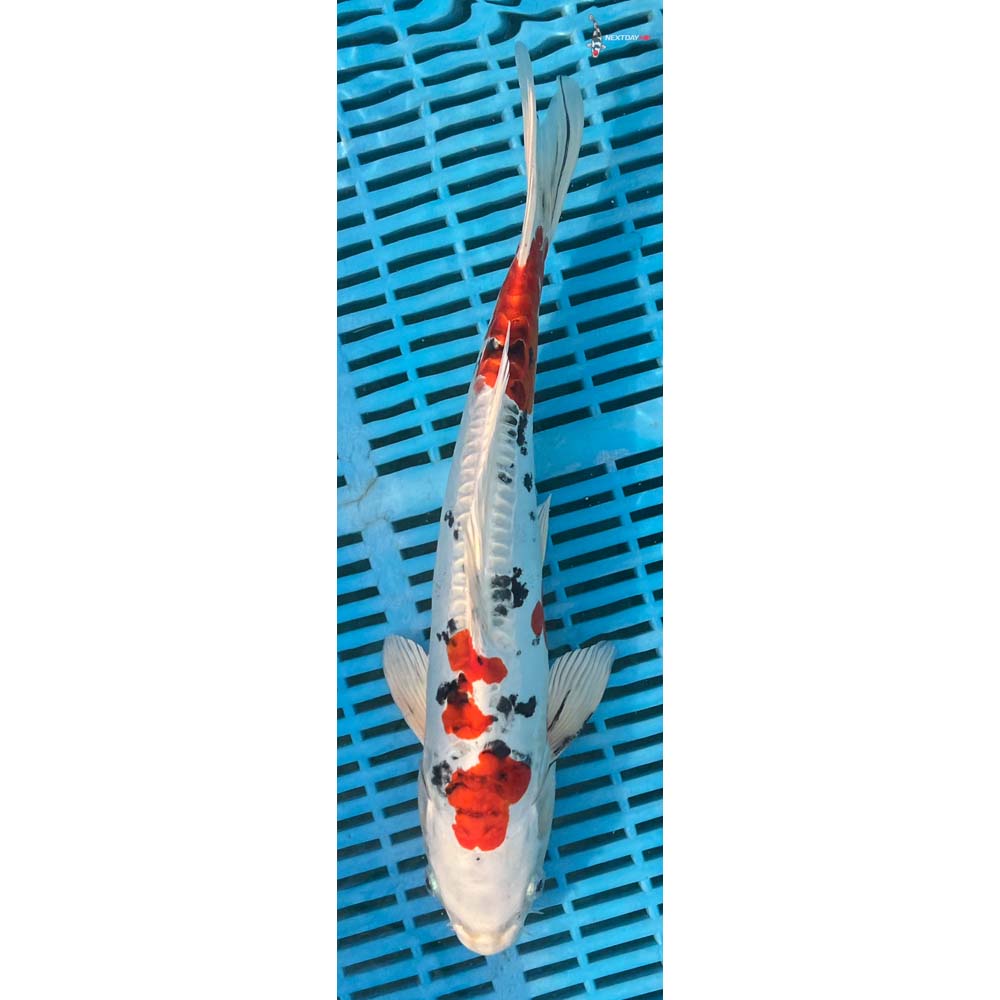 12-14” Imported Heisei Nishiki