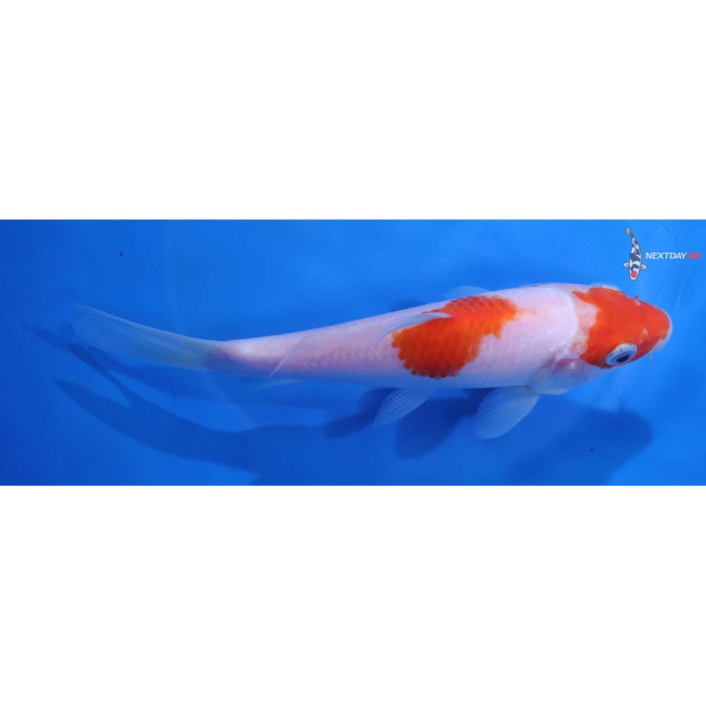 6.5” Imported Kohaku