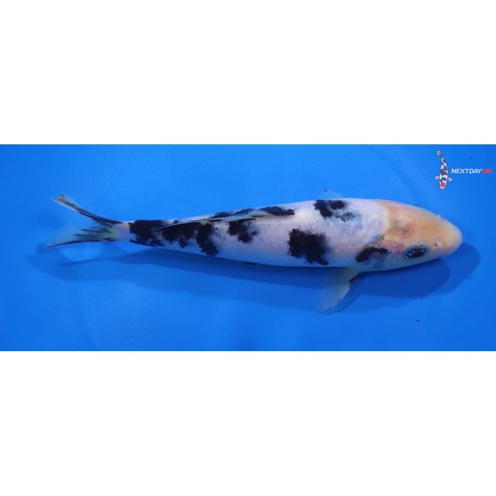 6.5” Imported Shiro Bekko