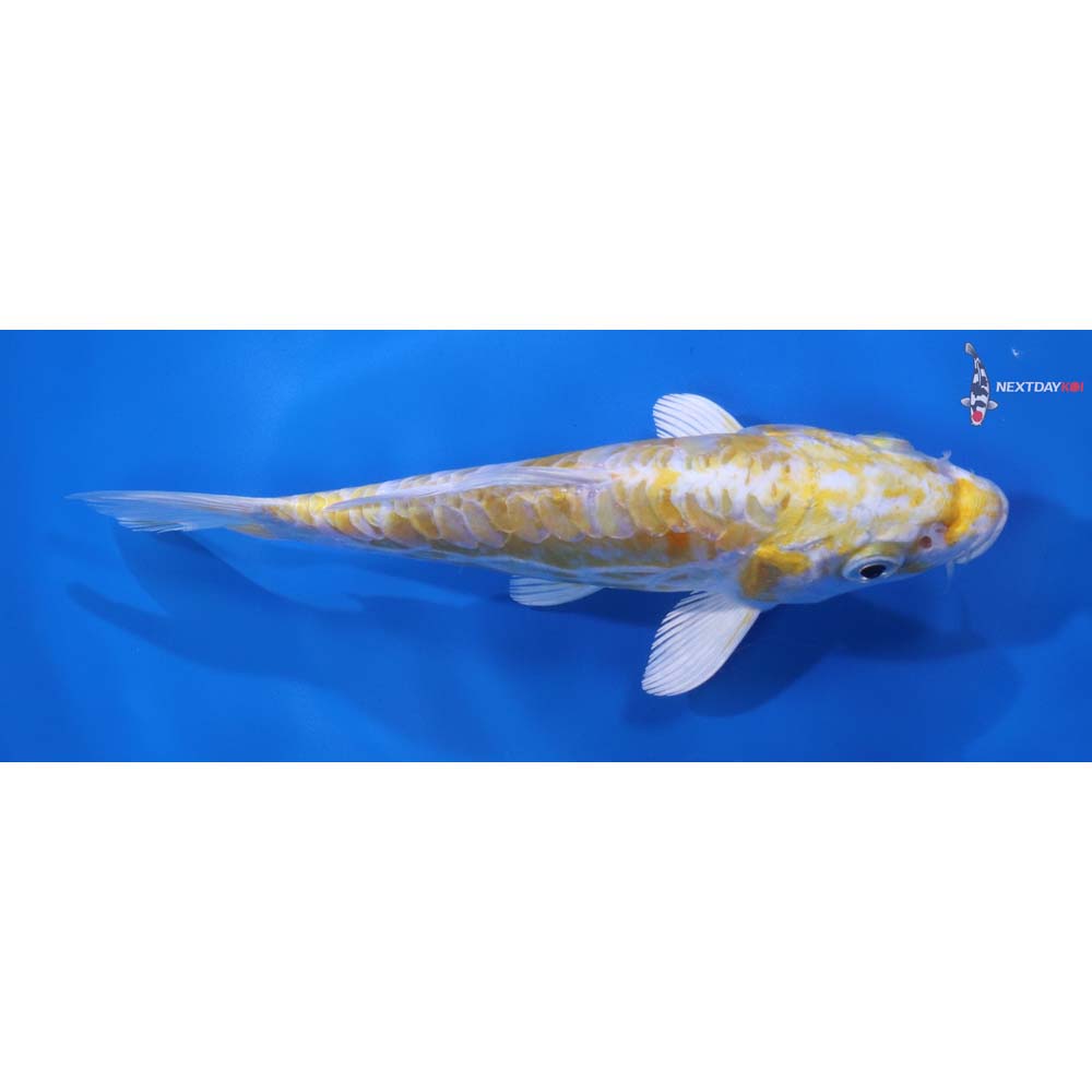 6.5” Imported Doitsu Lemon Hariwake