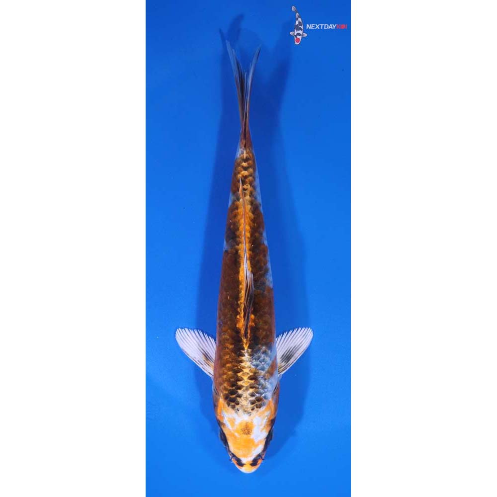 6” Imported Kujaku