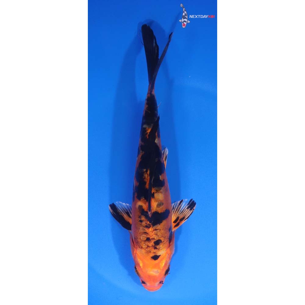7” Imported Doitsu Kin Aka Bekko