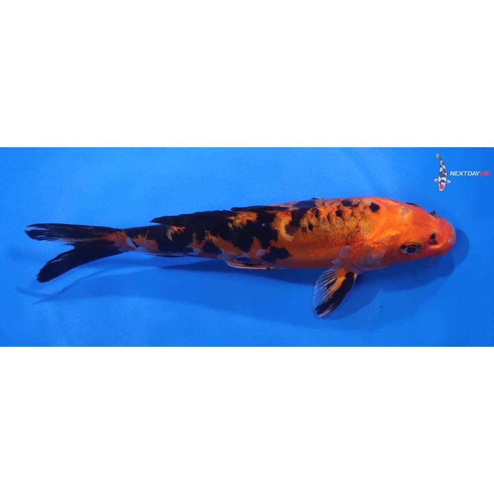 7” Imported Doitsu Kin Aka Bekko