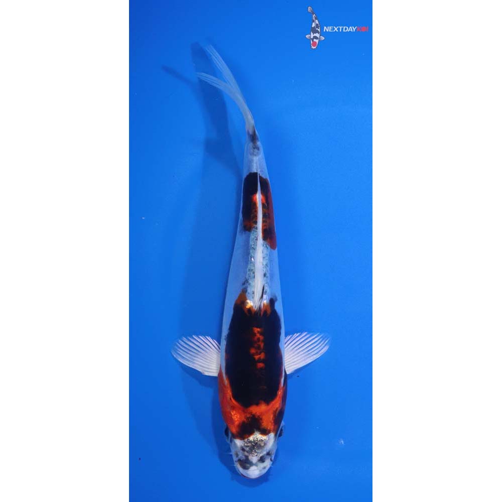 7” Imported Heisei Nishiki