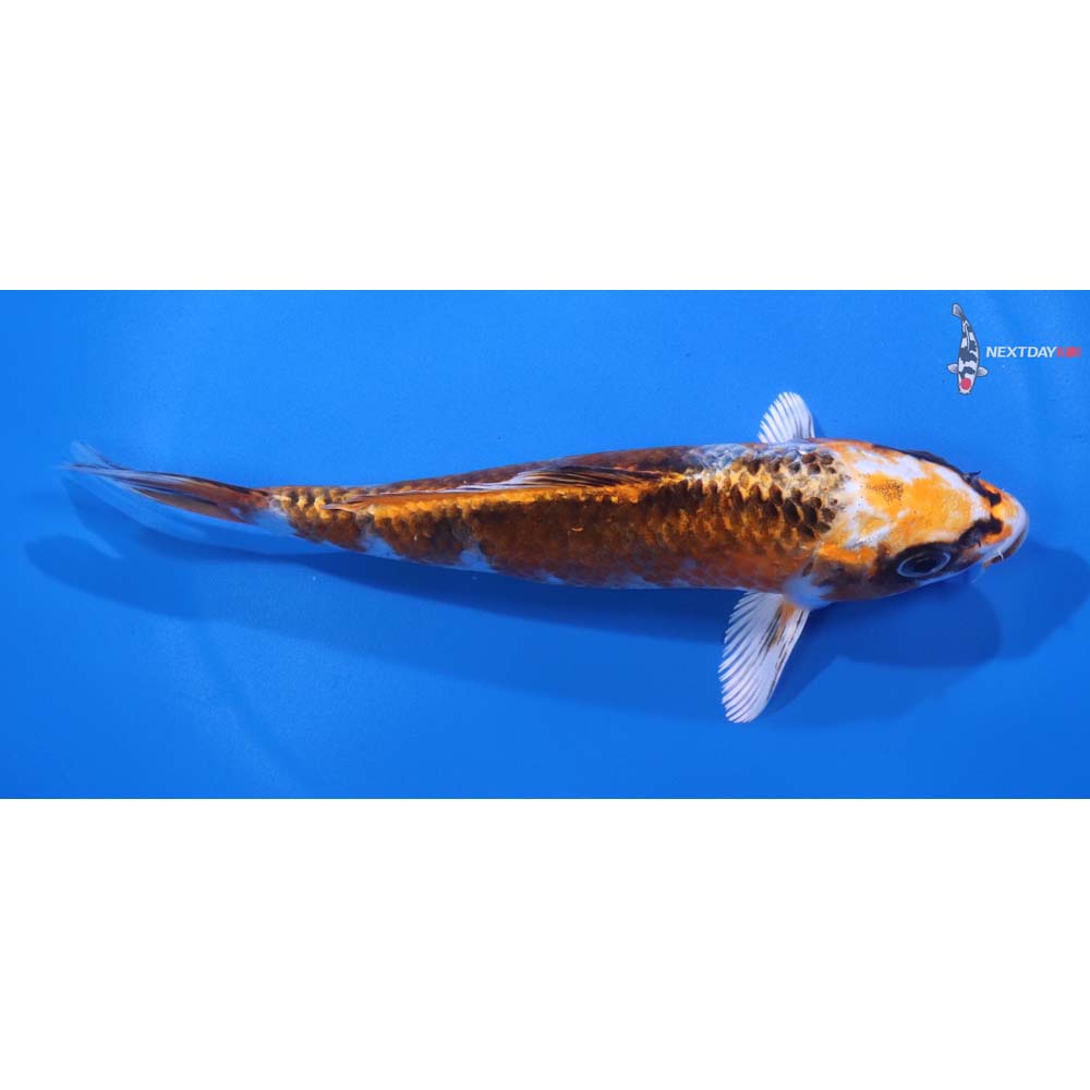 6” Imported Kujaku