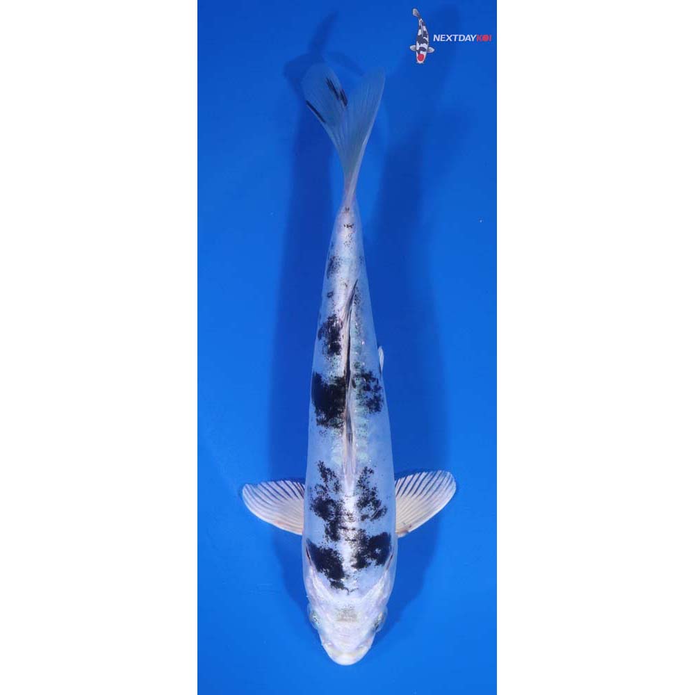 7” Imported Doitsu Gin Shiro Bekko