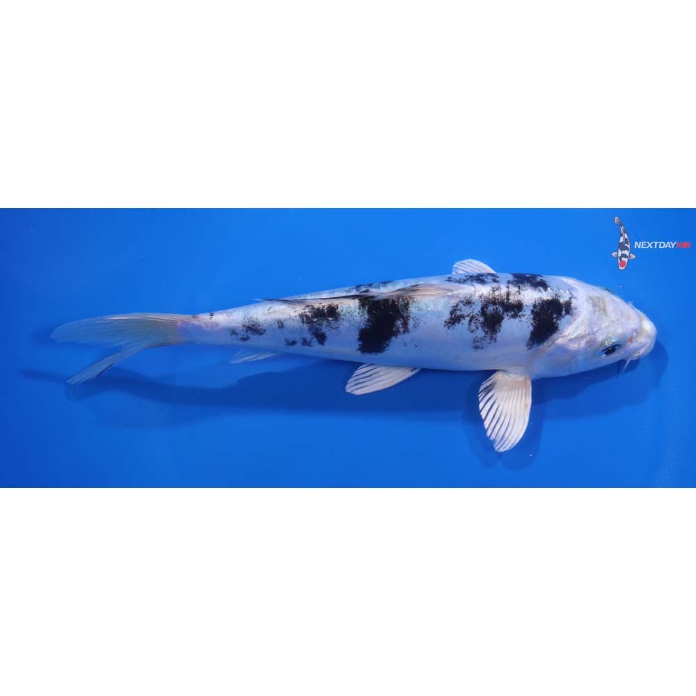 7” Imported Doitsu Gin Shiro Bekko