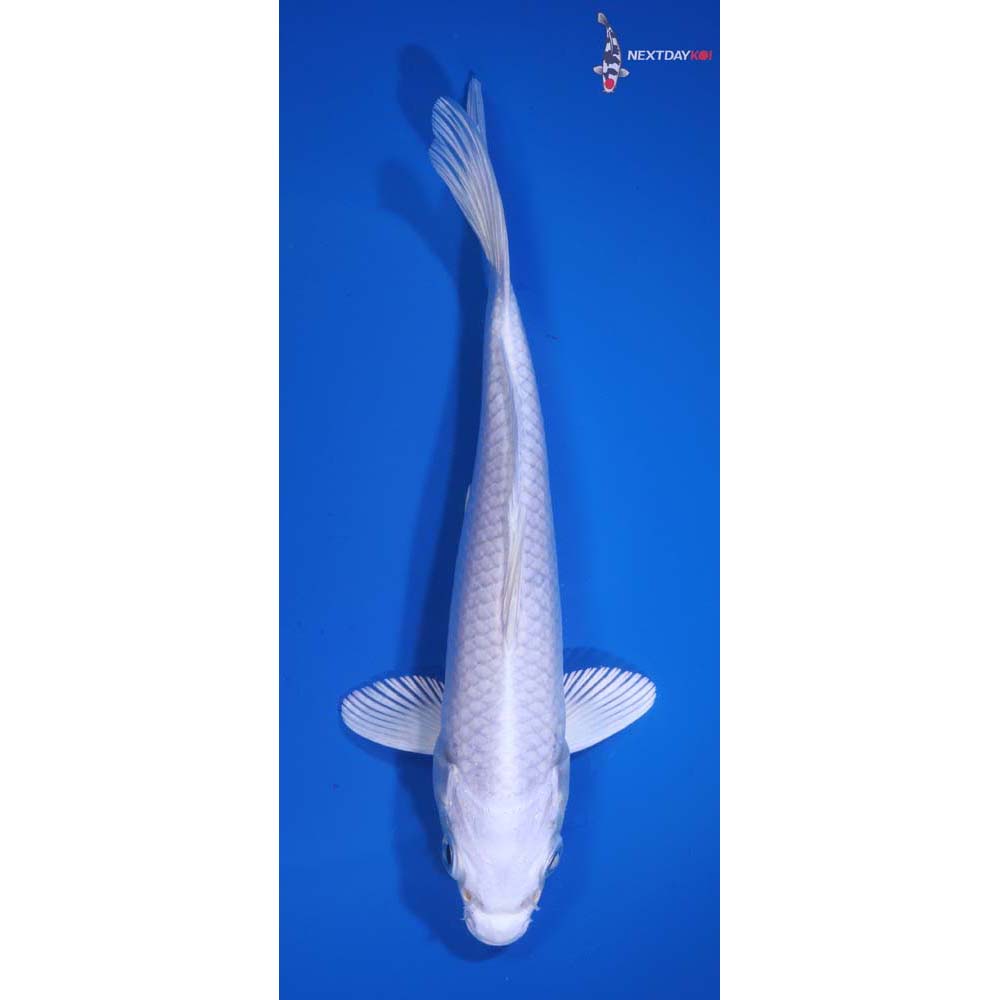 7” Imported Platinum Ogon