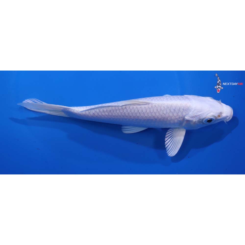 7” Imported Platinum Ogon