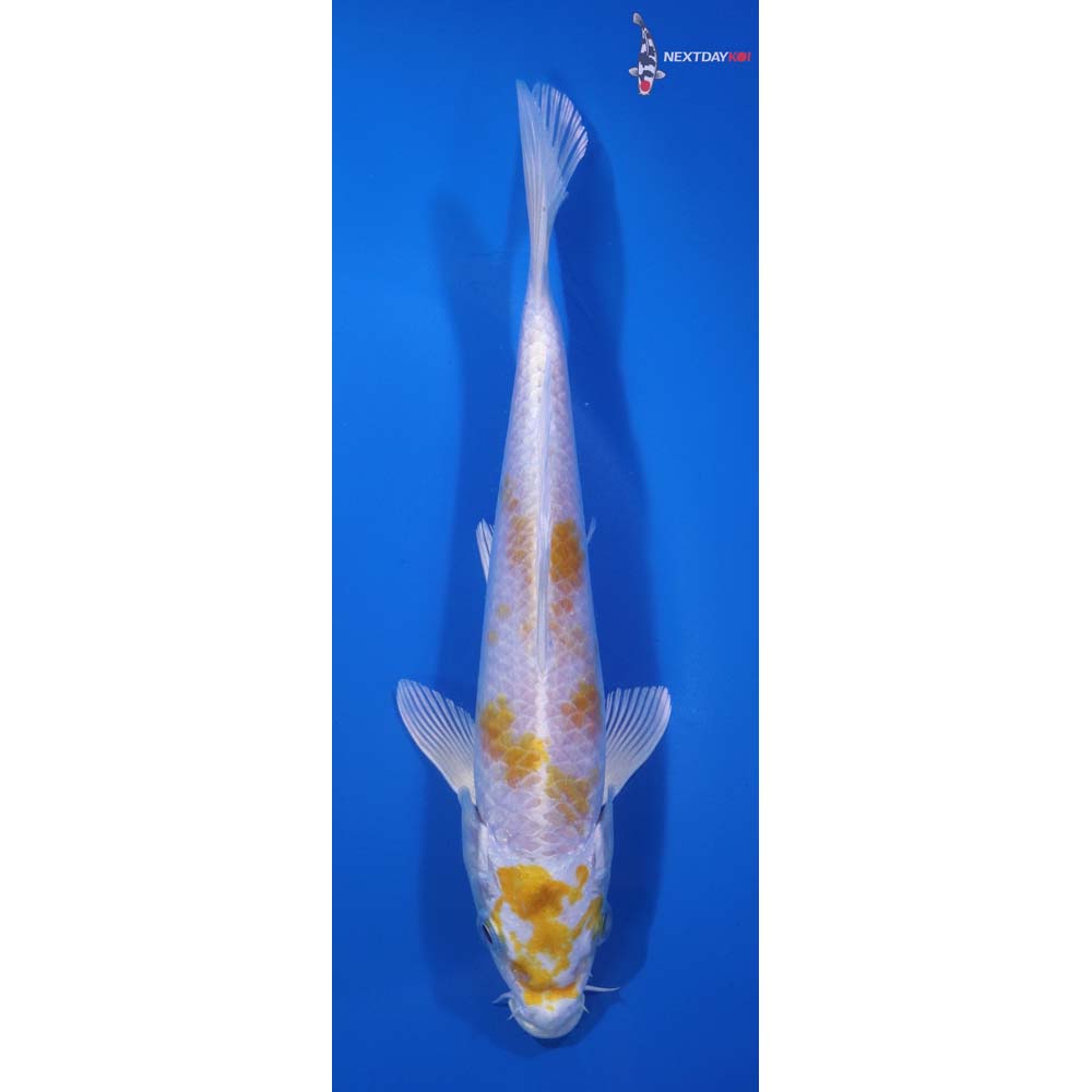 7.5” Imported Lemon Hariwake