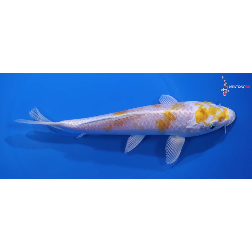 7.5” Imported Lemon Hariwake