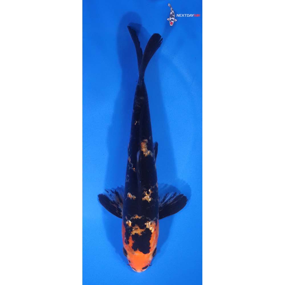 7.5” Imported Aka Bekko