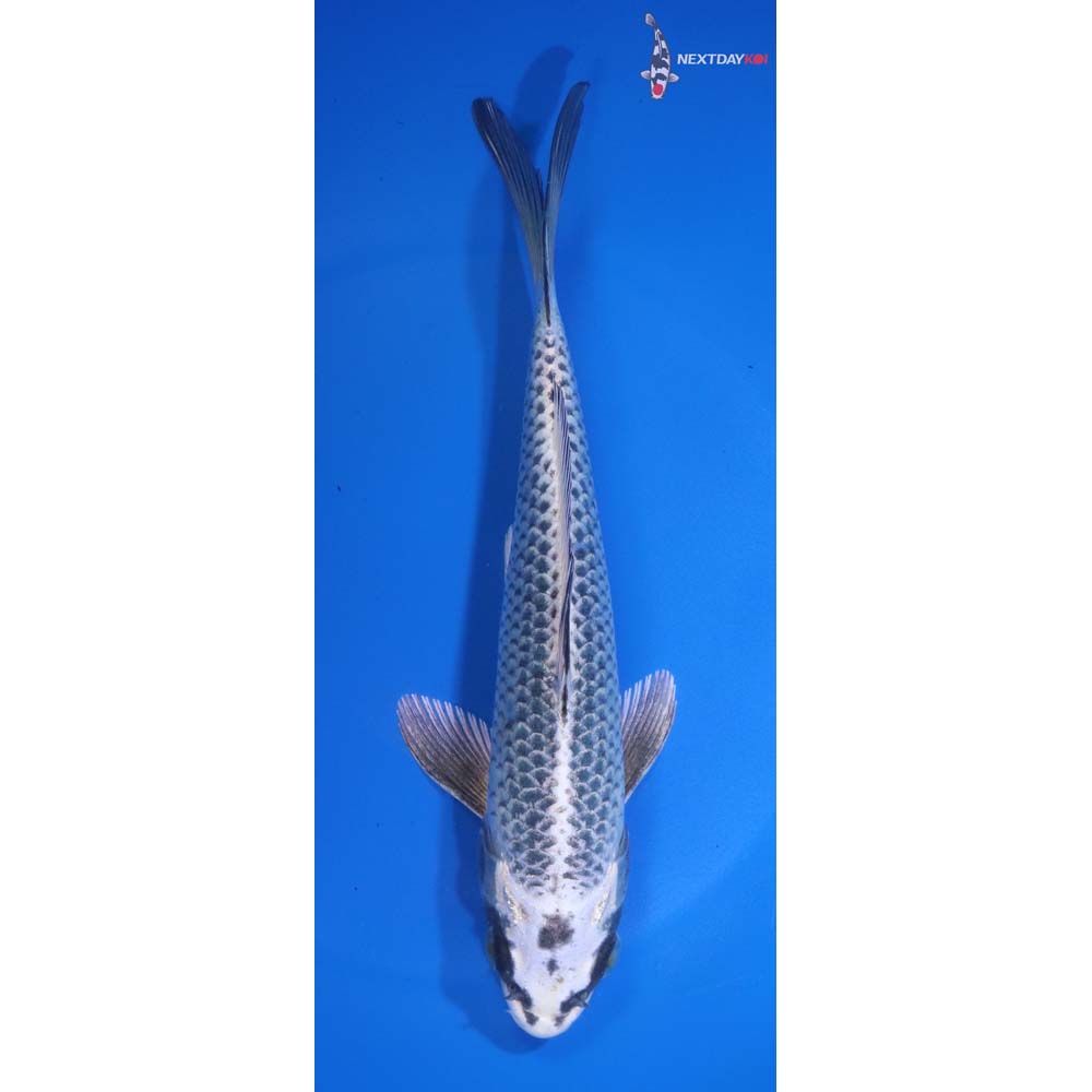 7.5” Imported Gin Matsuba