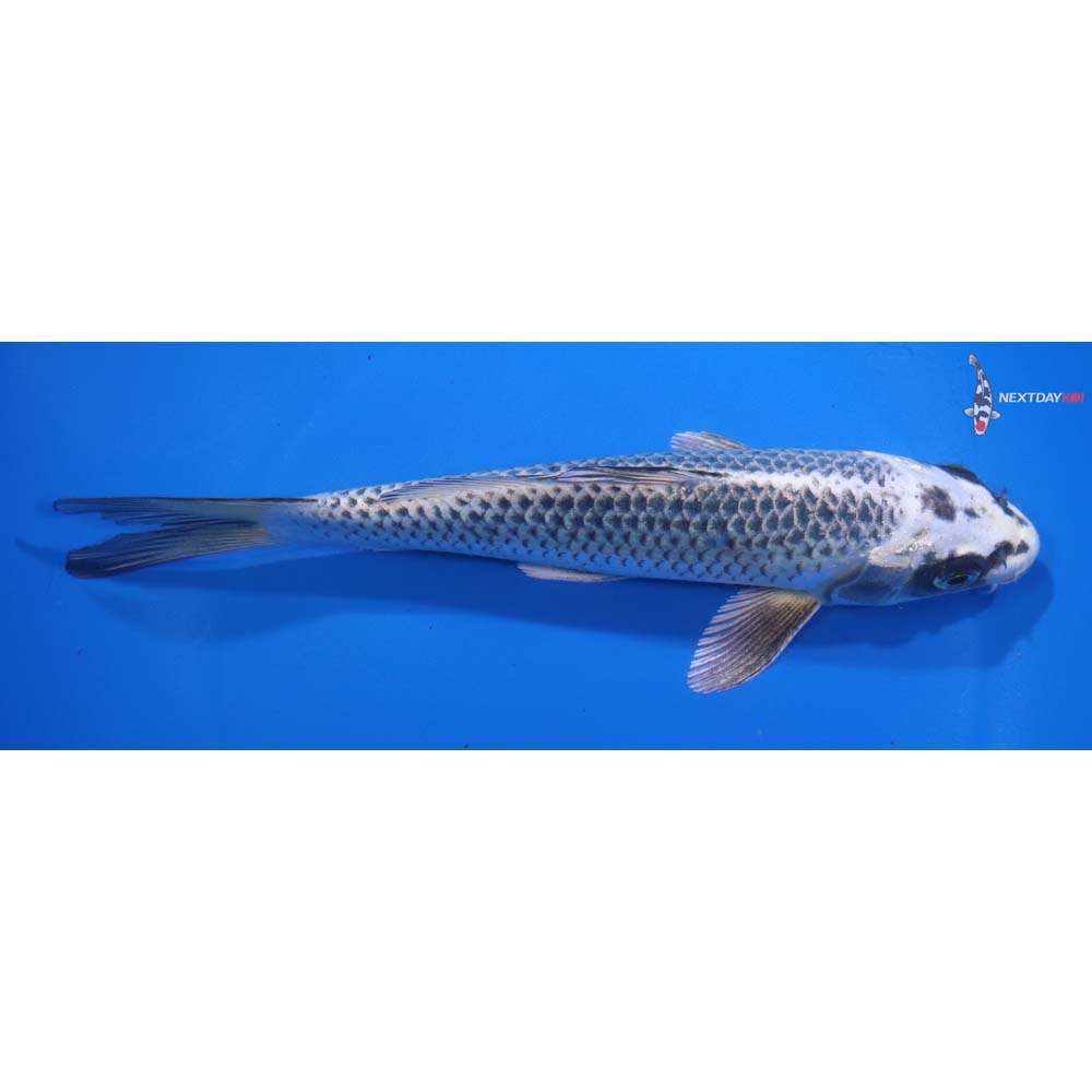 7.5” Imported Gin Matsuba