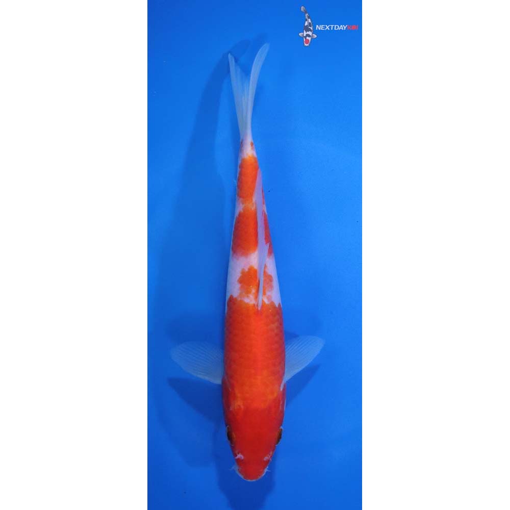 7.5” Imported Kohaku