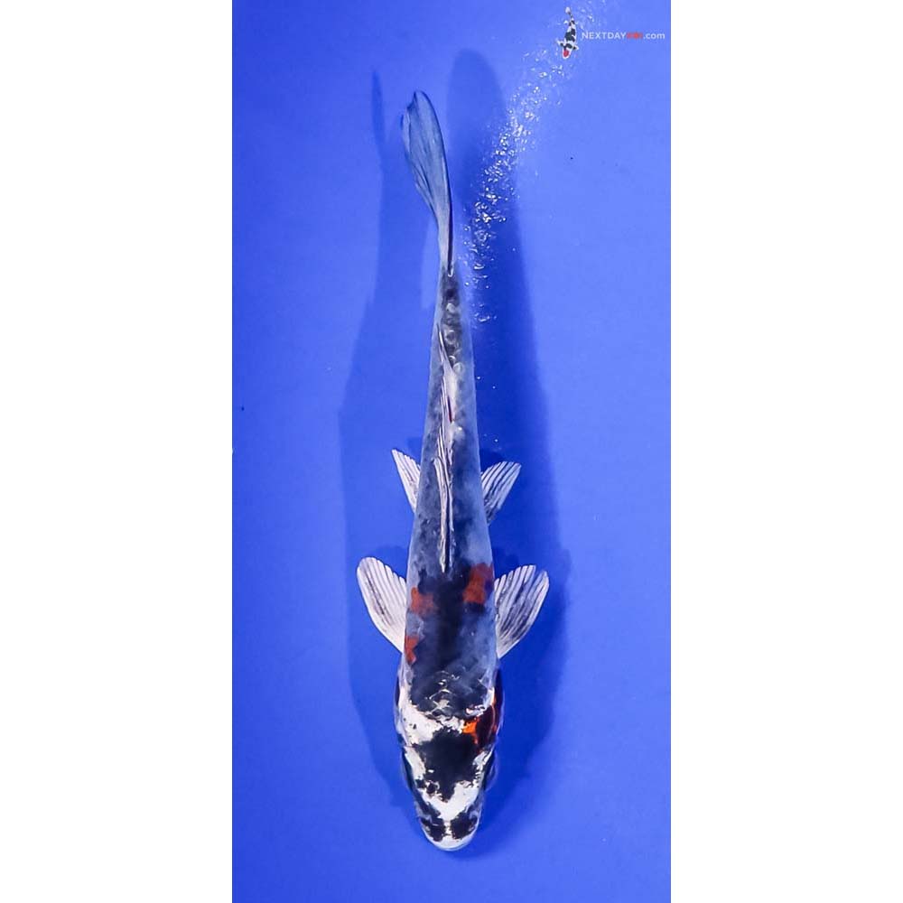 4” Imported Kujaku