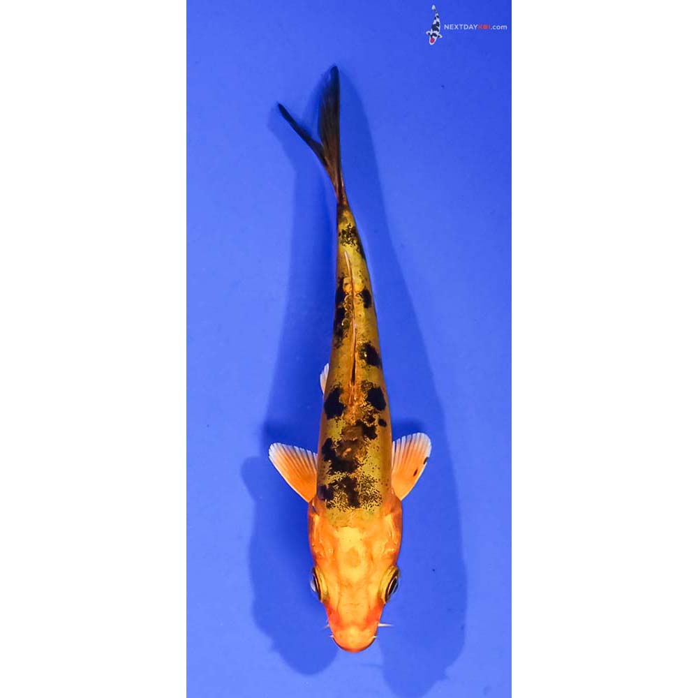 3.5” Imported Doitsu Kin Aka Bekko