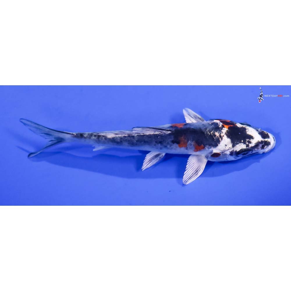 4” Imported Kujaku