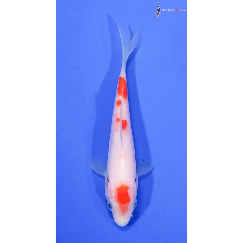 4” Imported Kohaku