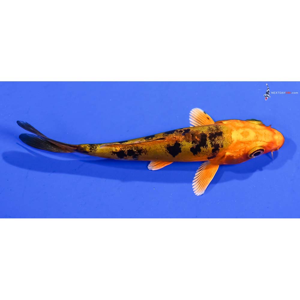 3.5” Imported Doitsu Kin Aka Bekko