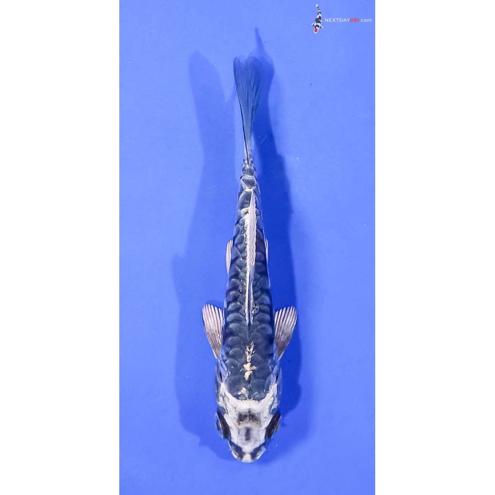 4.5” Imported Kikokuryu