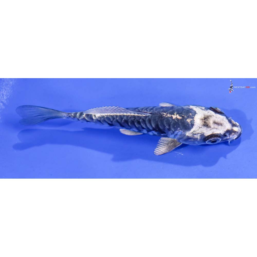 4.5” Imported Kikokuryu