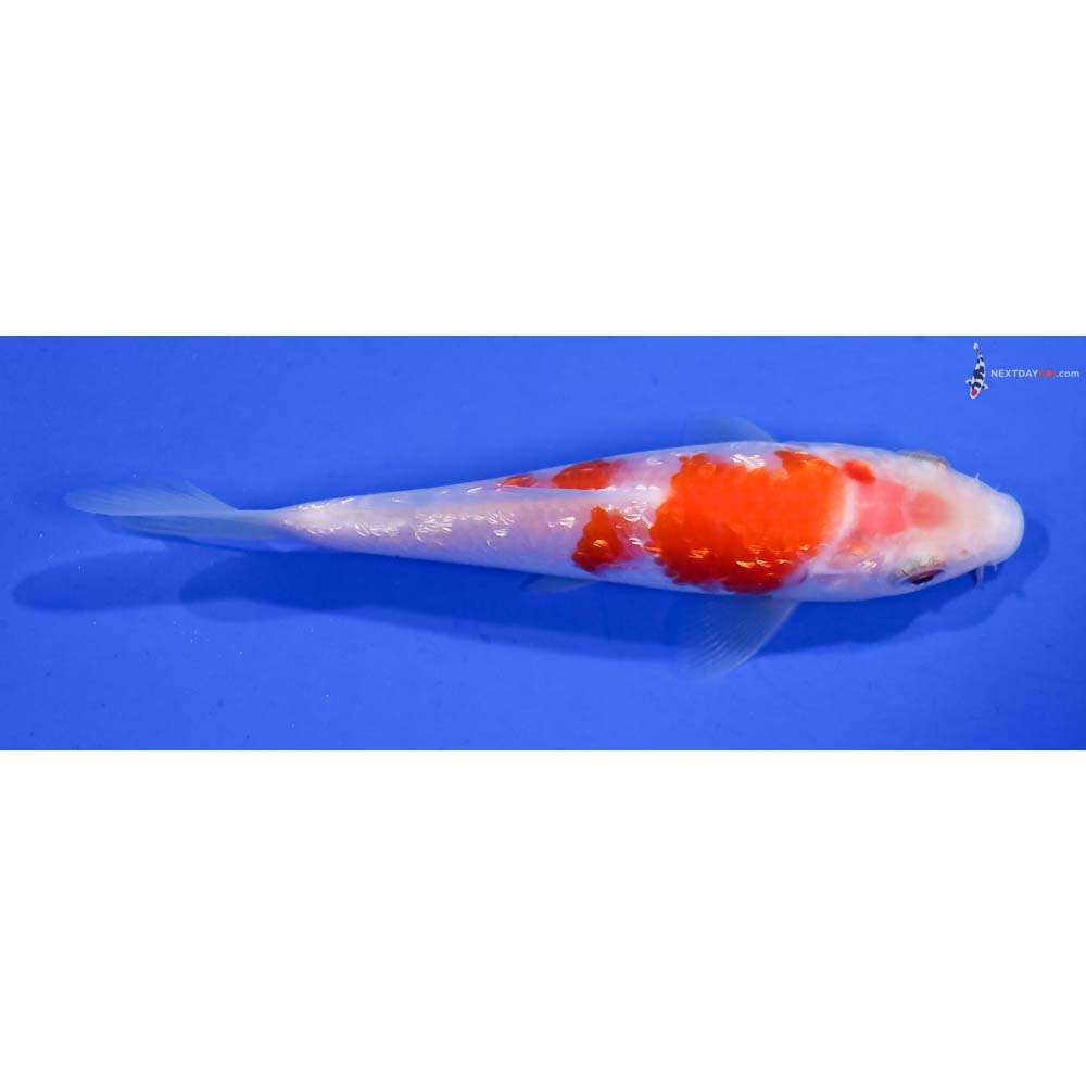 4.5” Imported Gin Rin Kohaku