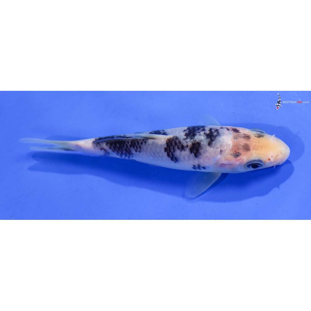 4.5” Imported Shiro Utsuri