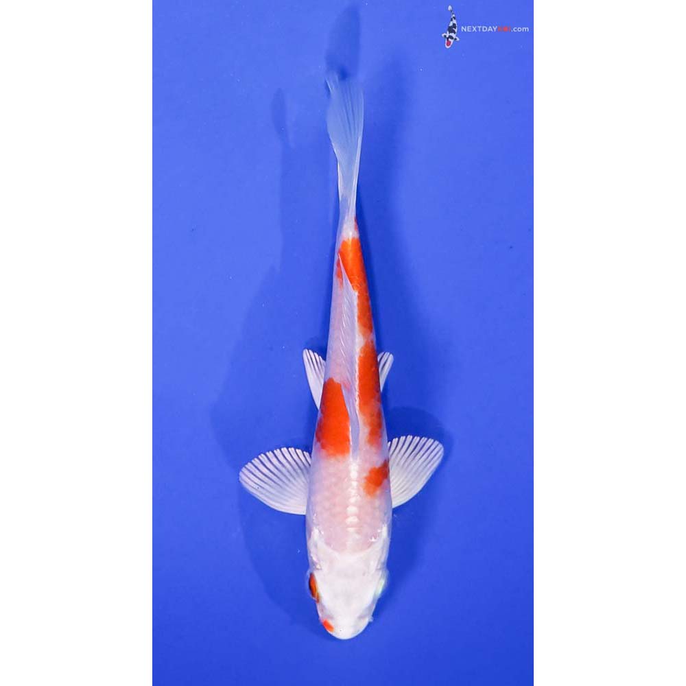 4.5” Imported Hariwake