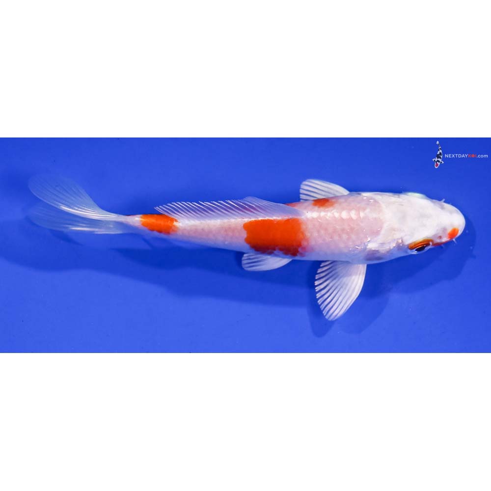 4.5” Imported Hariwake