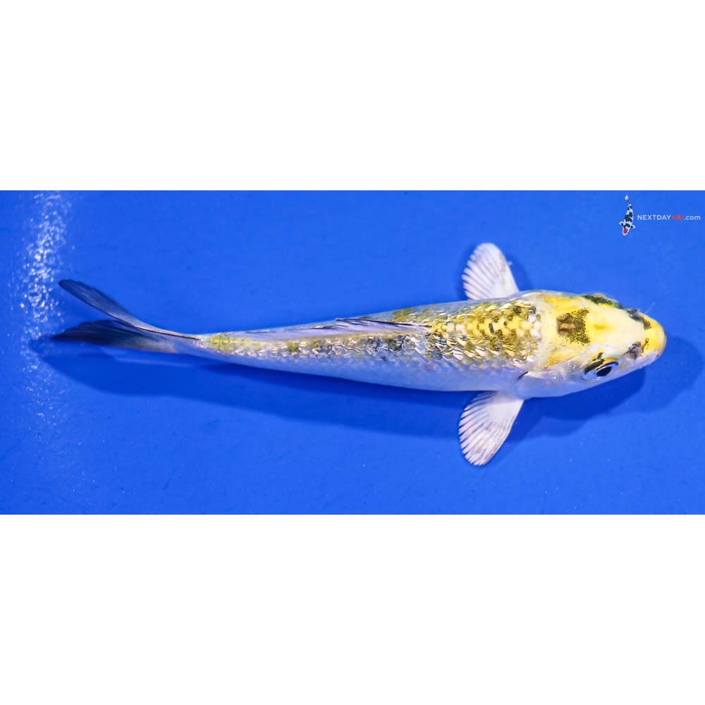 3.5” Imported Gin Rin Kujaku