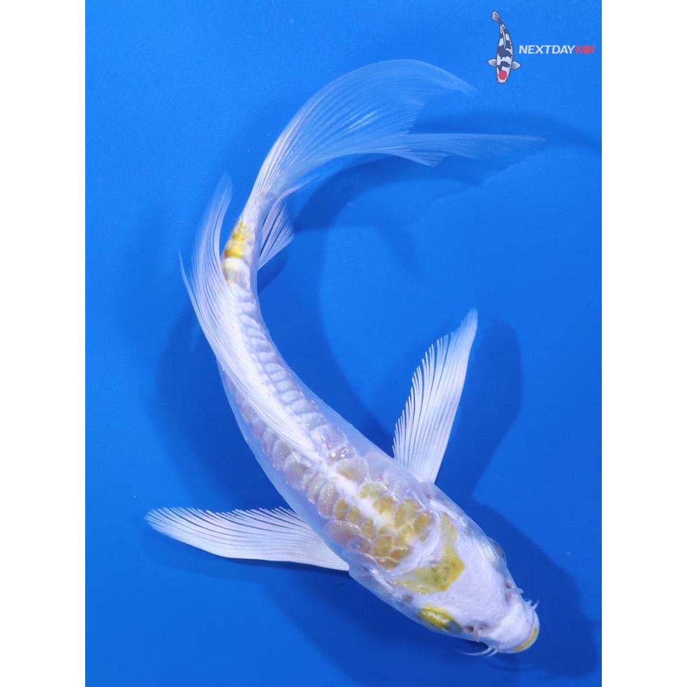 5” Imported Doitsu Lemon Hariwake Butterfly Koi