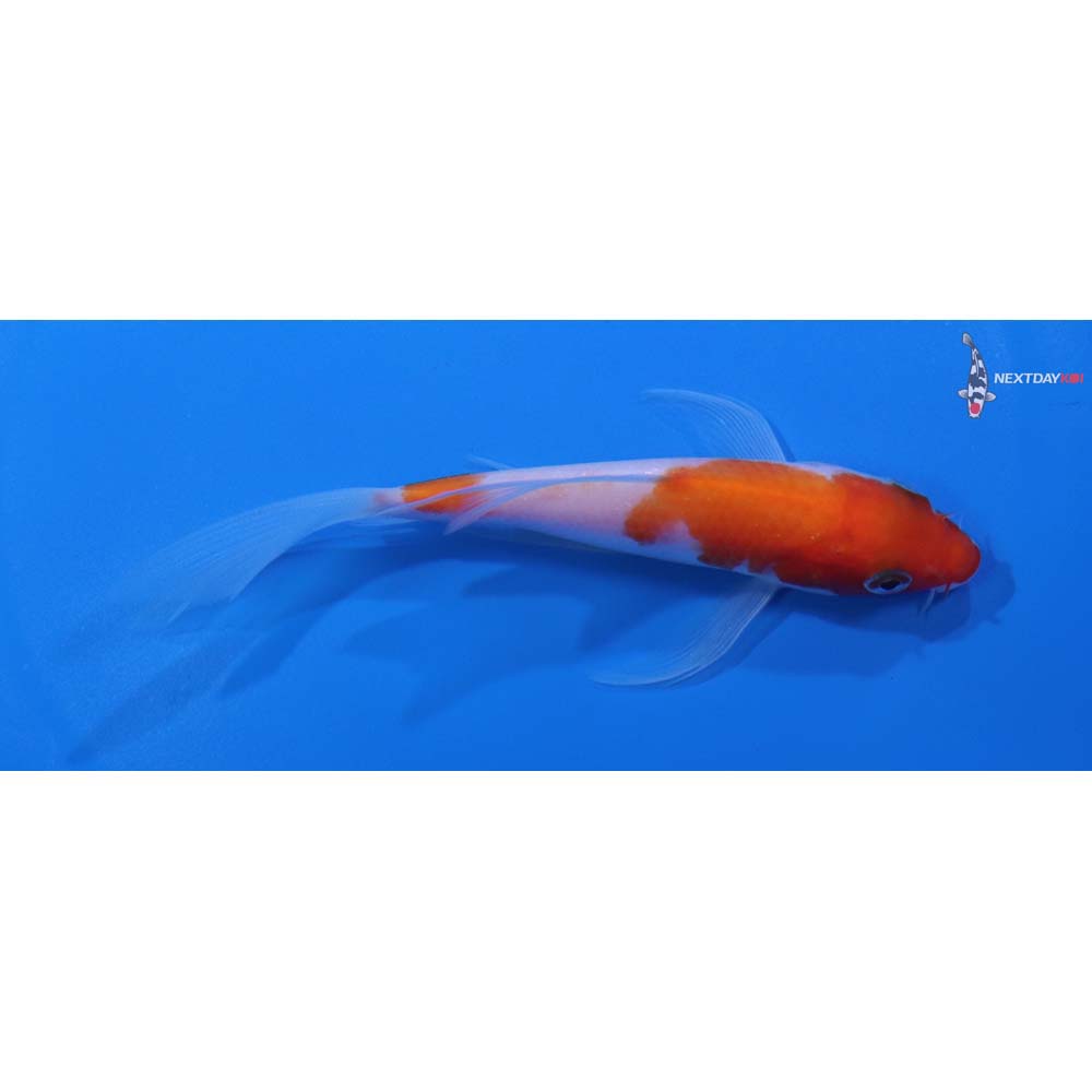 5” Imported Kohaku Butterfly Koi