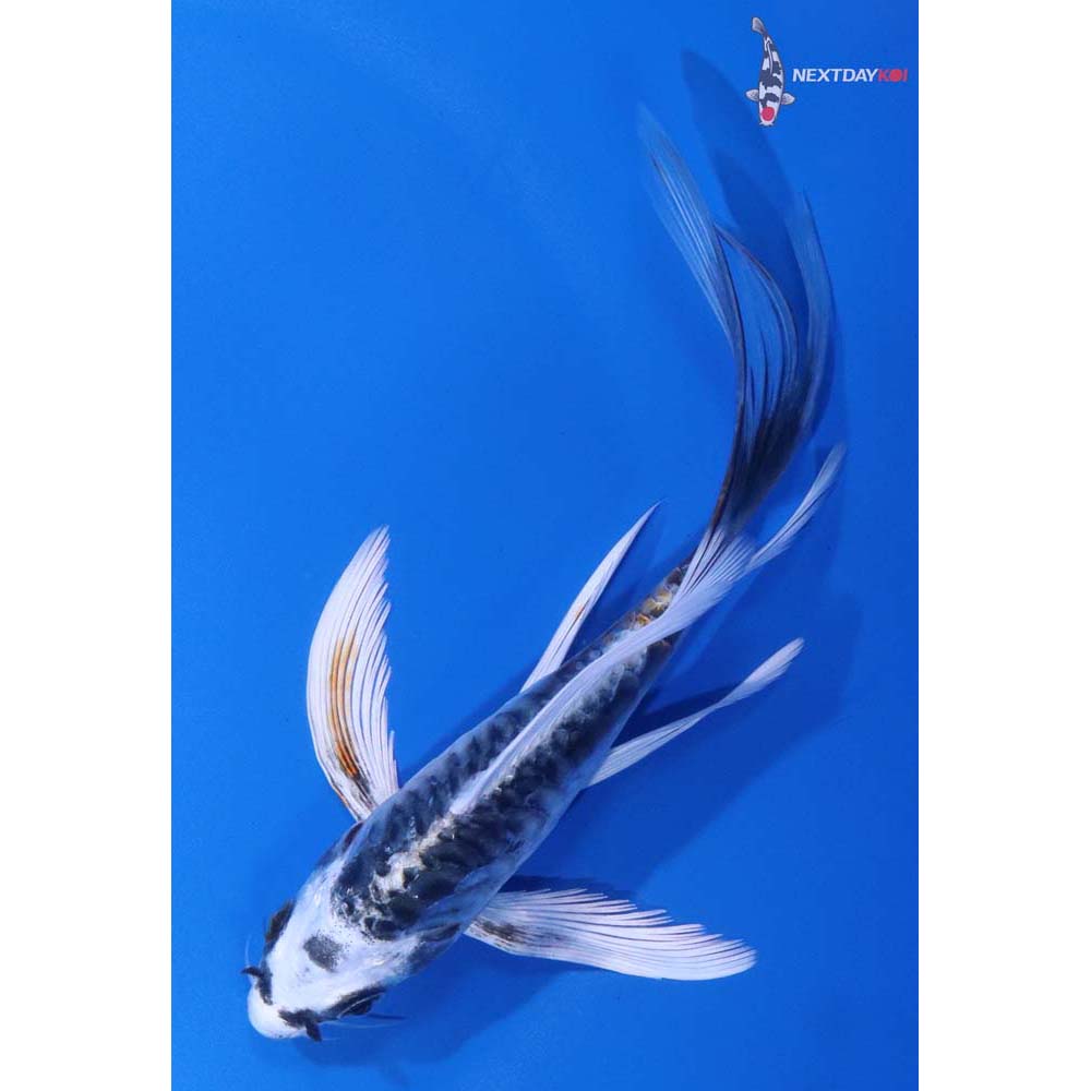 5” Imported Armor Scaled Kujaku Butterfly Koi
