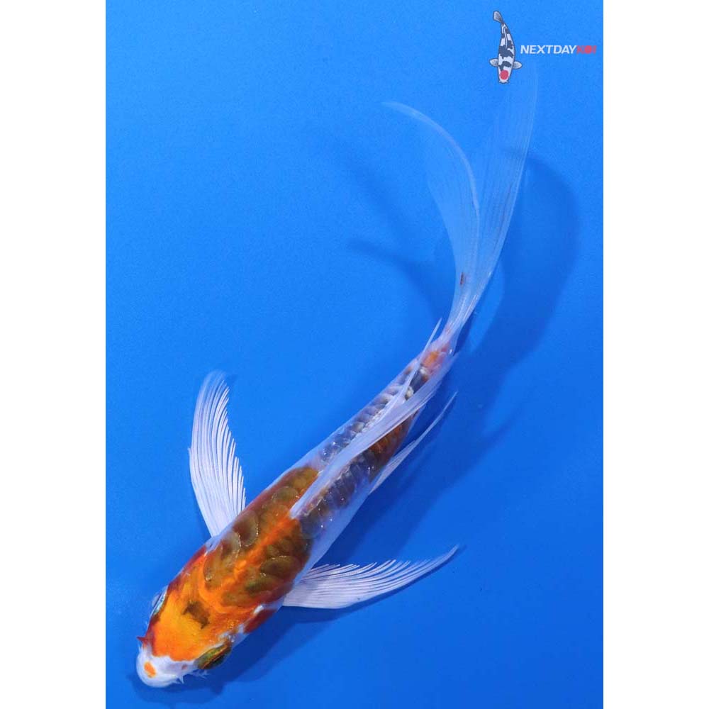 5” Imported Doitsu Kujaku Butterfly Koi